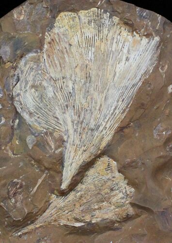 Fossil Ginkgo Leaf From North Dakota - Paleocene #29061
